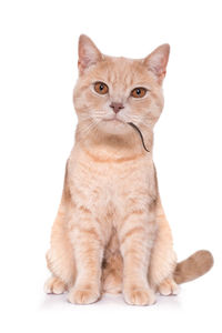 Portrait of tabby cat against white background