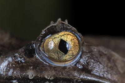 Close-up of frog on rusty metal