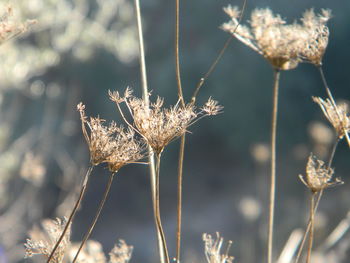 Close-up of dried plant