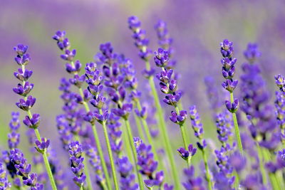 Close-up of lavender  on field