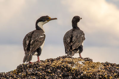 Birds perching on rock
