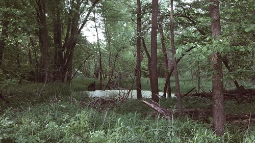 Trees in forest