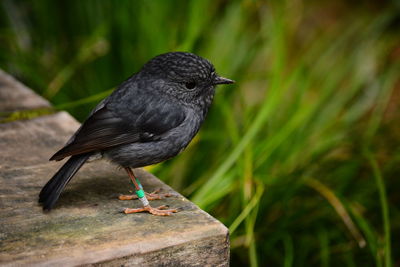Close-up of bird perching on a plant