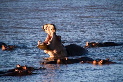 Hippopotamuses in river