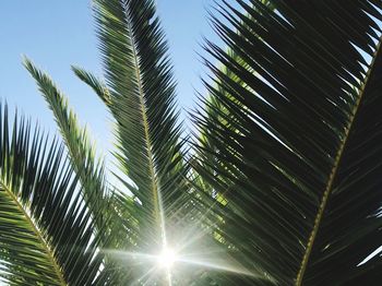 Low angle view of tree against sky
