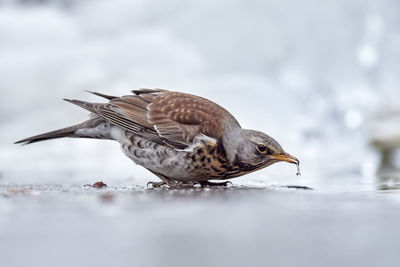 Close-up of a bird drinking water