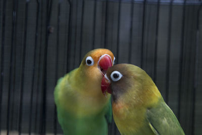 Close-up of parrot in cage