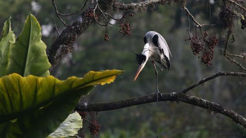 Bird perching on a branch