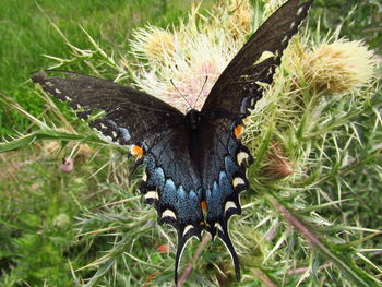 Close-up of butterfly on grass