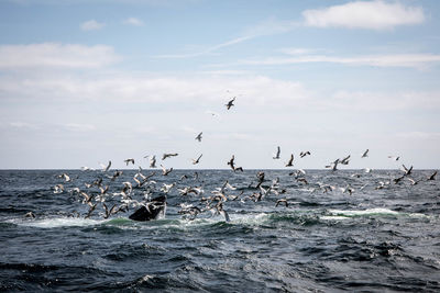 Birds flying over sea against sky