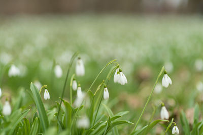 Close-up of white flowering plants on field