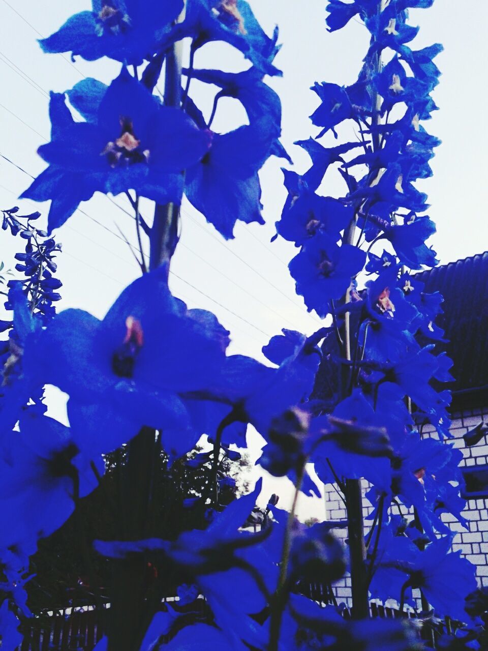 low angle view, blue, growth, flower, clear sky, branch, nature, tree, fragility, purple, no people, day, outdoors, leaf, sunlight, built structure, close-up, beauty in nature, sky, plant