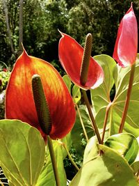 Close-up of red flowering plant