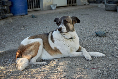 Dog lying down on street in city