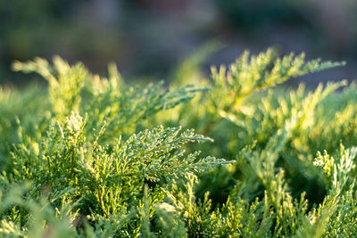 Close-up of plants growing outdoors