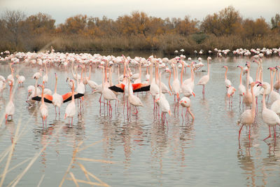 Flamingos in the camarque in southern france, wildlife provence