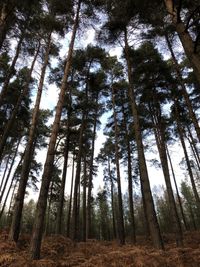 Low angle view of trees in forest