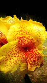 Close-up of yellow flowers blooming outdoors