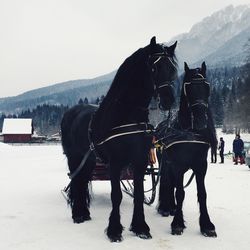 Black horses on snow landscape