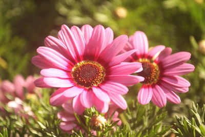 Close-up of purple flowers