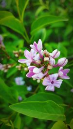 Close-up of purple flowers