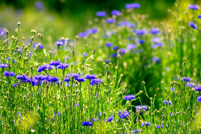 Close-up of purple flowering plants on field