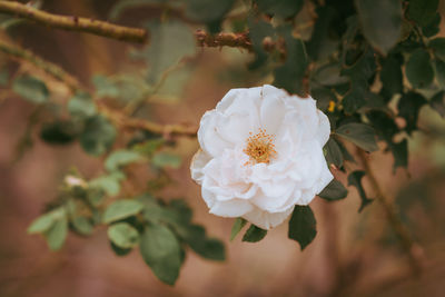 White rose flower in a garden,