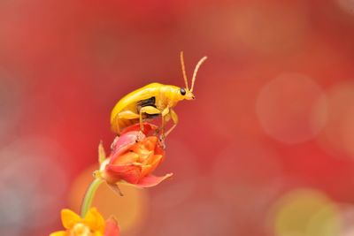 Closed yellow bug on orange flower