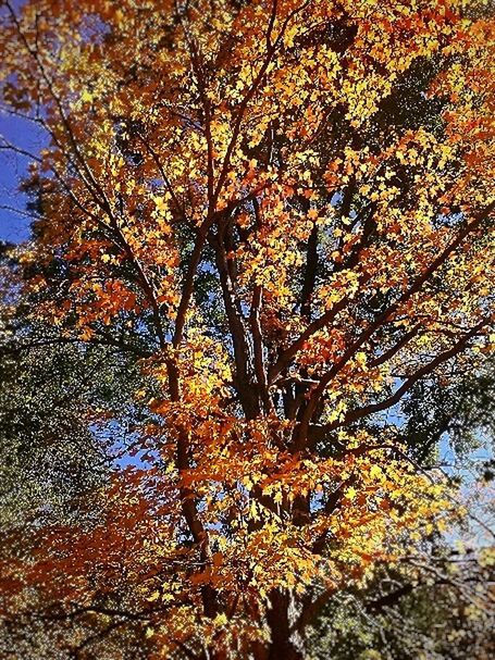 LOW ANGLE VIEW OF MAPLE TREE IN AUTUMN