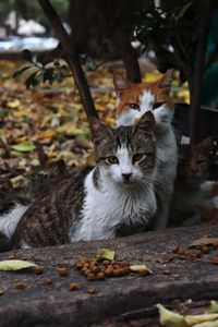 Close-up portrait of cat