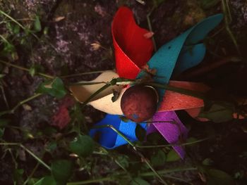 High angle view of red flowering plant on land