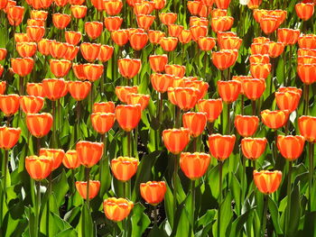 Full frame shot of red tulips