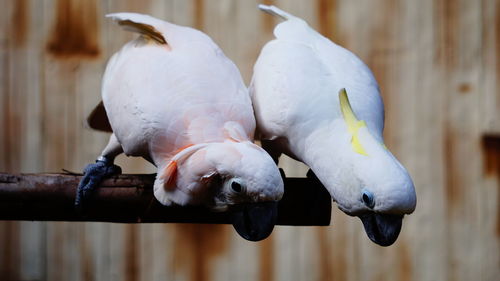 Close-up of birds perching on wood