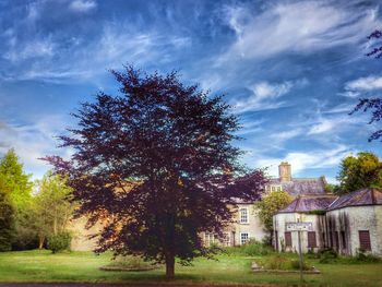 Trees on grassy field against cloudy sky