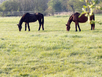 horse