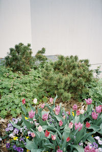 Close-up of pink flowering plant