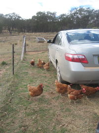 Birds on field against sky