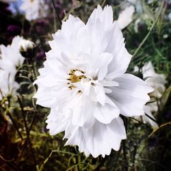 Close-up of white blossom