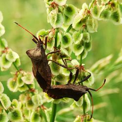 Close-up of insect on plant