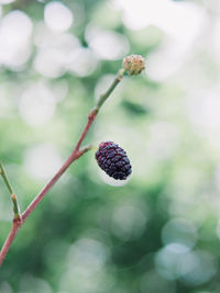 Close-up of blackberry growing on tree