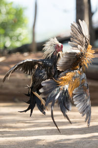 Close-up side view of birds fight