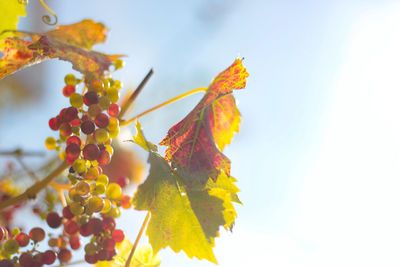 Low angle view of berries on plant against sky