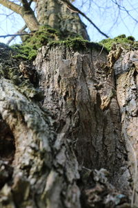 Close-up of lichen on tree trunk