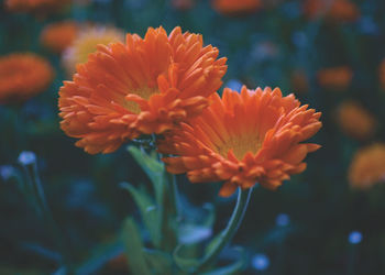 Close-up of flowers blooming outdoors