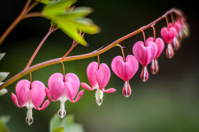 Close-up of pink flowering plants