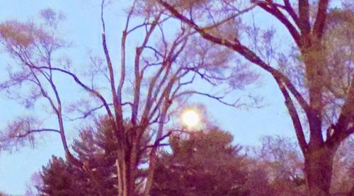 Low angle view of bare trees against sky