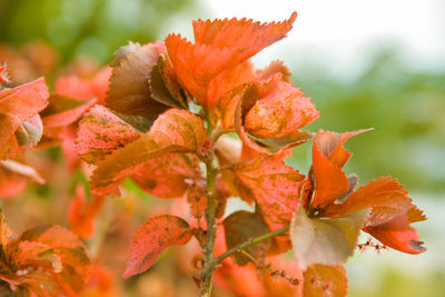 Close-up of orange flowers