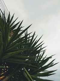 Low angle view of plants against sky