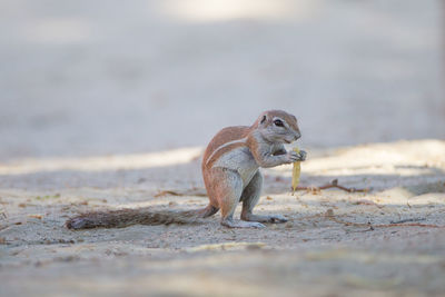 Close-up of squirrel