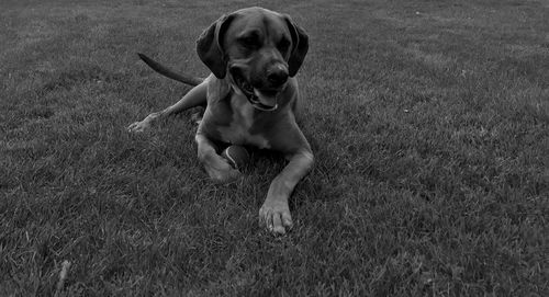 Portrait of dog sitting on field